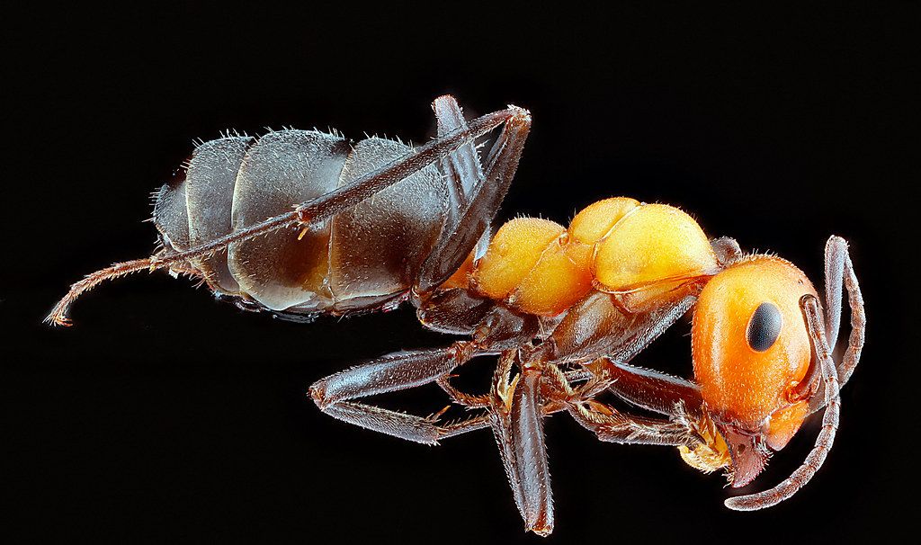 Ant Control service in Coral Springs, FL