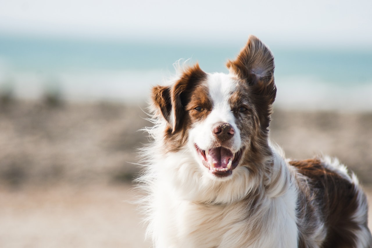 Flea & Tick Control service in Coral Springs, FL