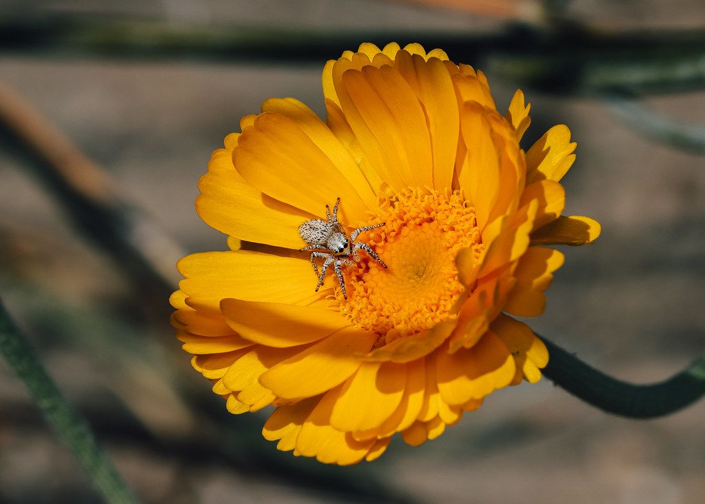 Spider Control service in Coral Springs, FL